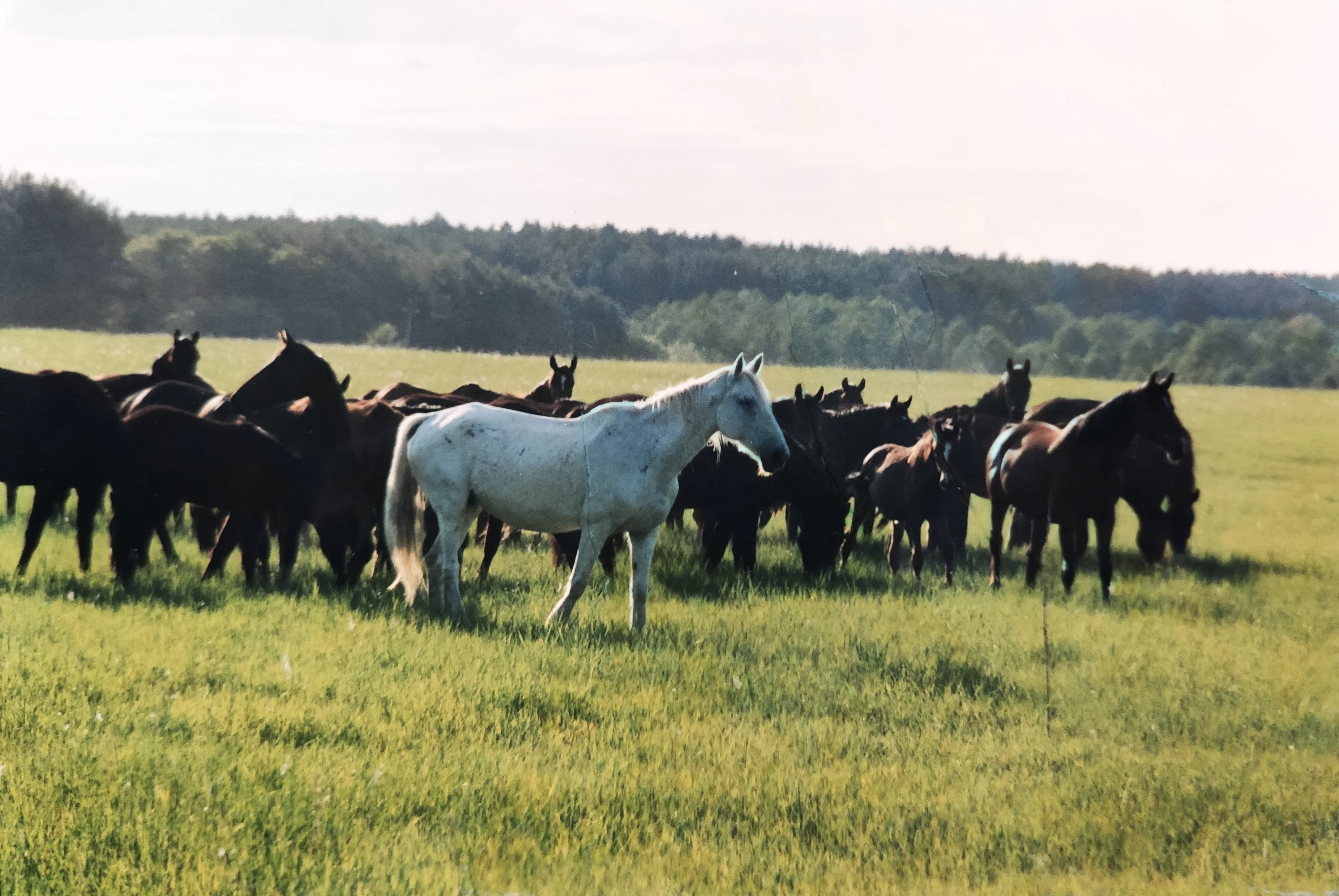 herd of horses