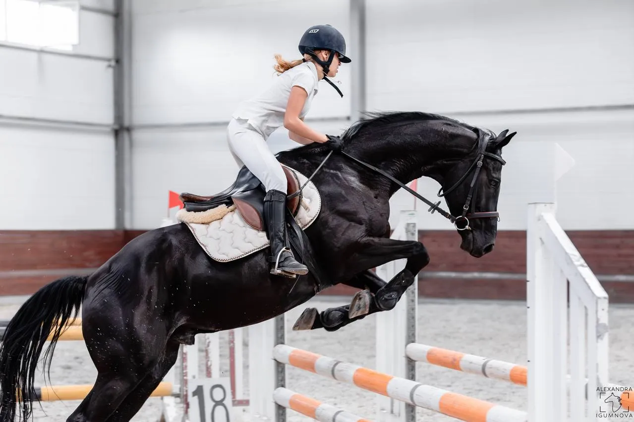 horse