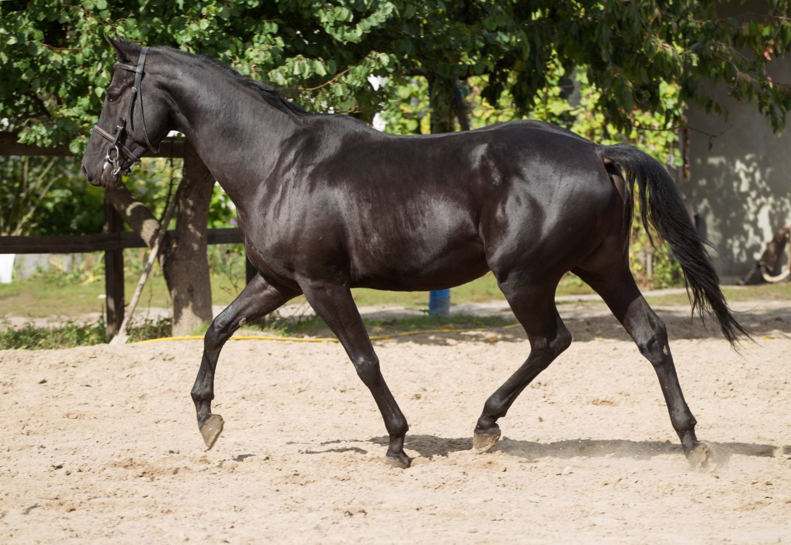 horse
