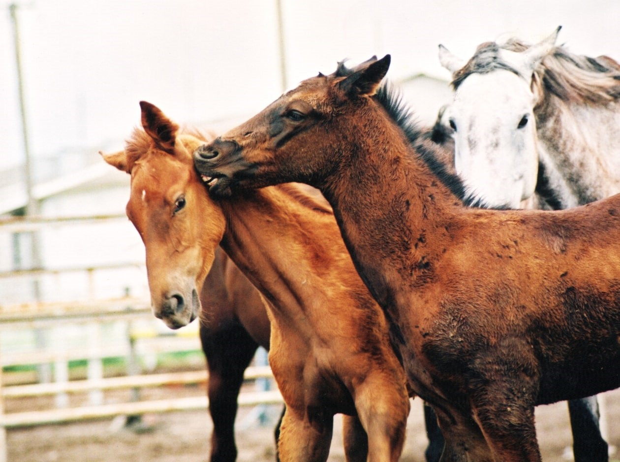 horse's babies